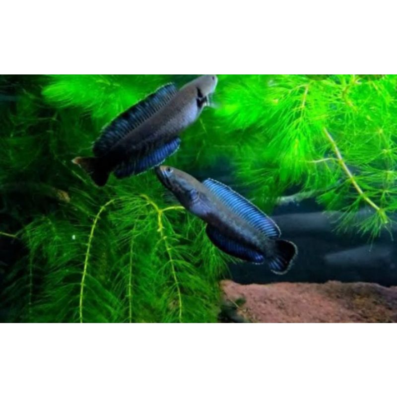 Hiasan aquariumIkan Chana baby Andraoan ful PB size 3-6 cm cocok untuk bocil