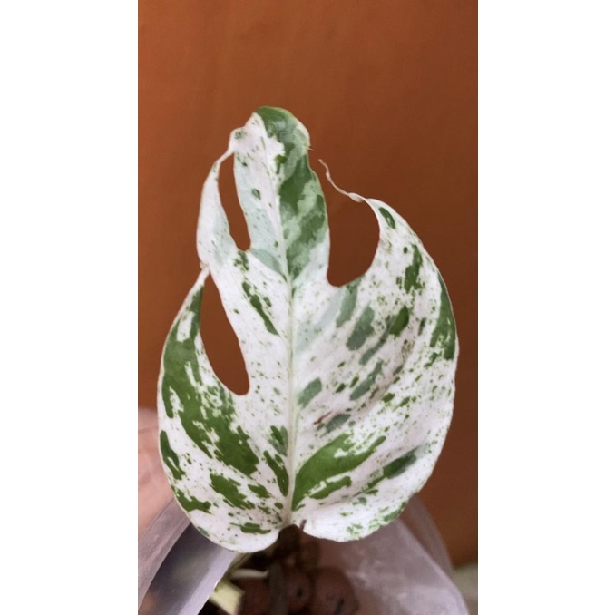 paling diminati] epipremnum pinnatum marble ekonomis