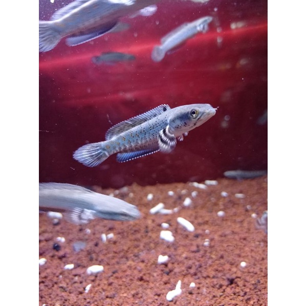 pulcra bahan kontes 7-9cm dah biru" yellow sepot mantep