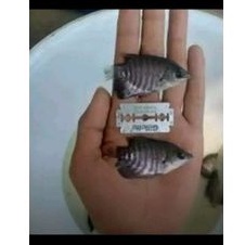 Bibit ikan gurame soang size silet / ikan gurame soang berkwalitas / gurso / ikn gurame konsumsi