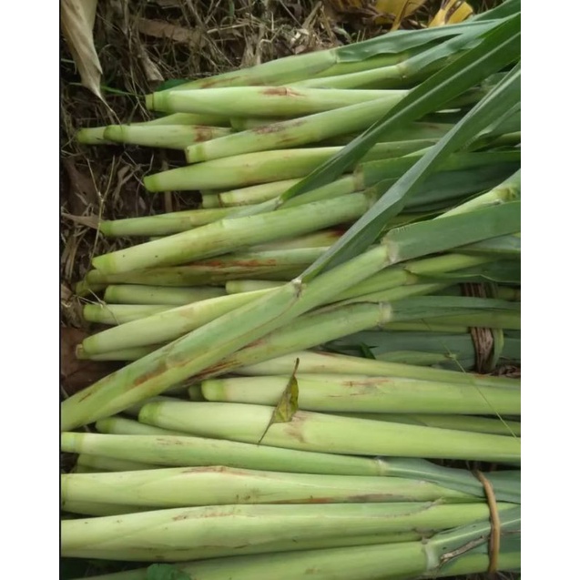 

Telur tebu atau turubuk perikat (10pc)