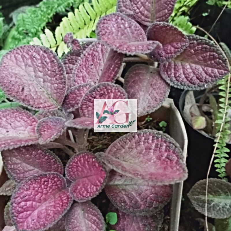 Episcia Strawberry Patch