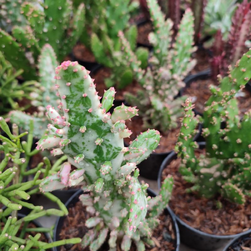 Opuntia Monacantha Variegated | DP 10cm | Kaktus