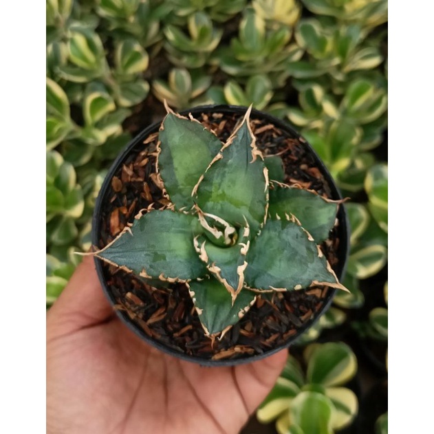 Agave Titanota solar esclipe