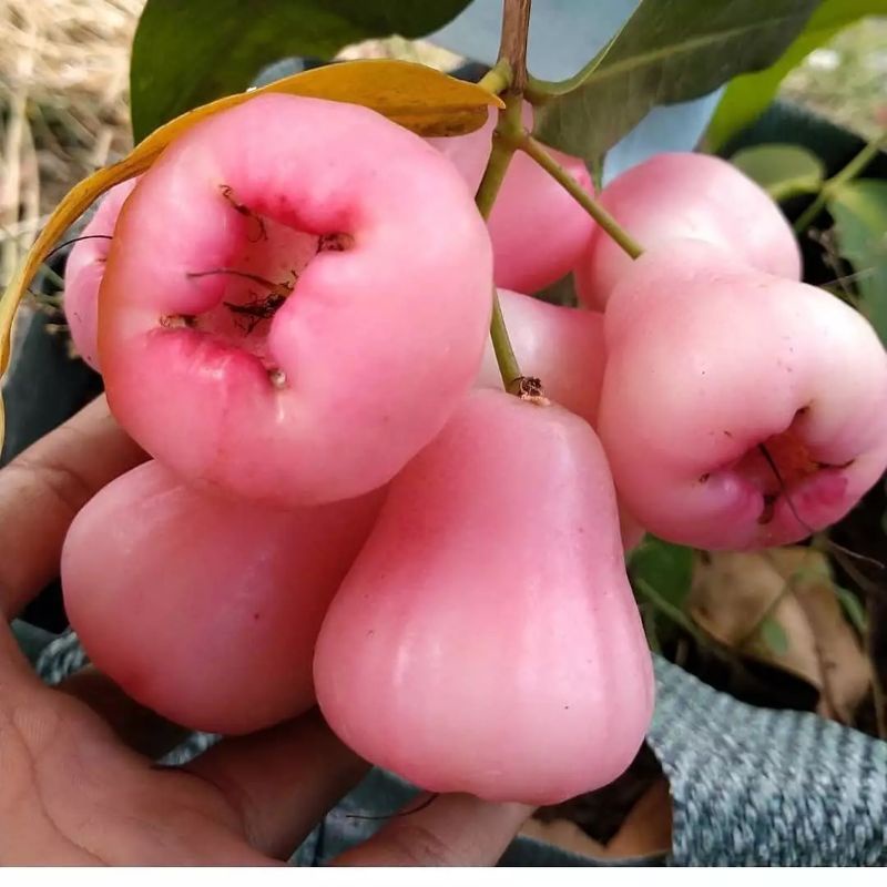 bibit jambu air king rose
