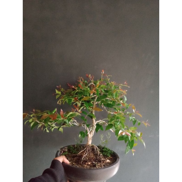 bonsai dewandaru..