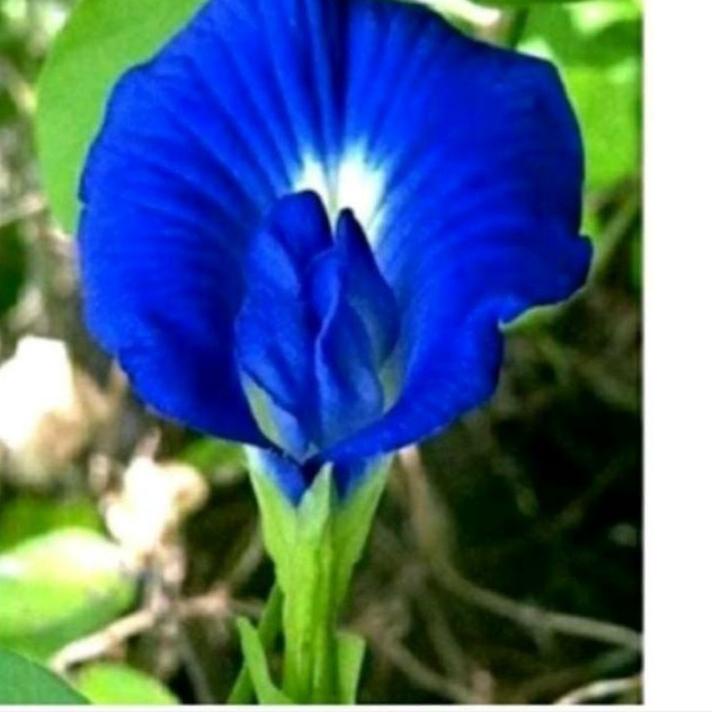 

10.10 Promo Brand bibit biru 