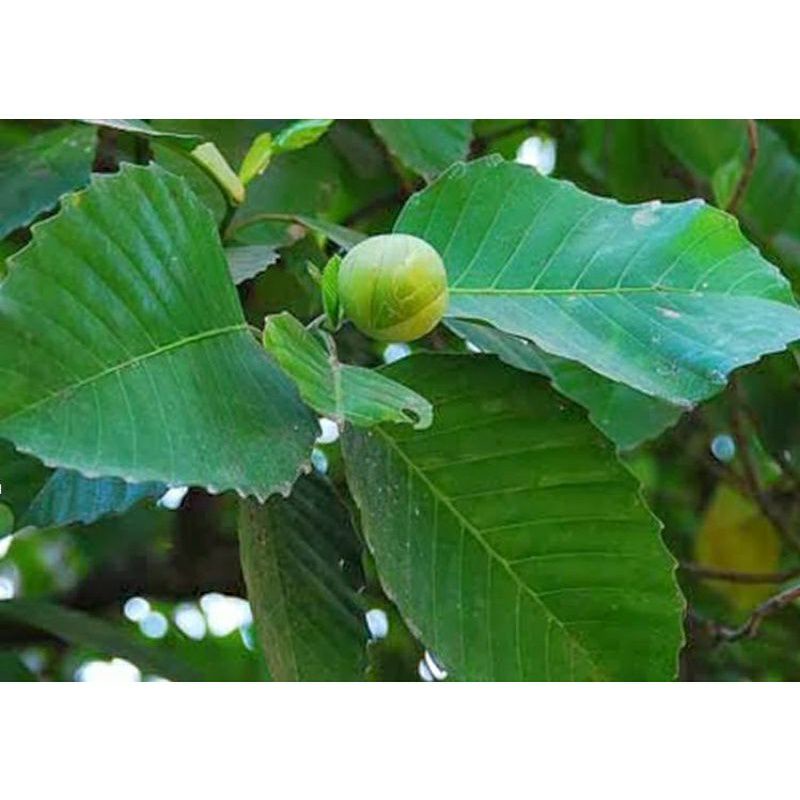 

herbal daun Sempur segar 500gram