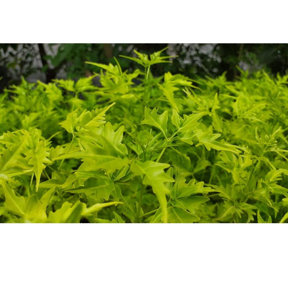 CWD.18Oc22q • [STOCK TERBATAS] Bibit Tanaman Pohon Kayu Cendana Wangi NTT - Bali Asli TERBAIK / Bibi