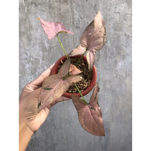 syngonium pink emerald