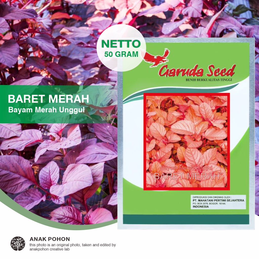 (1 PACK) Benih Bayam Merah Unggul BARET MERAH Seeds - Garuda Seed - 50 GRAM