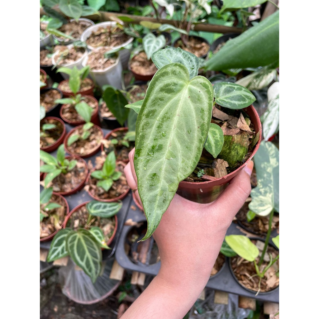 anthurium warocqueanum x silver blush | hybrid new