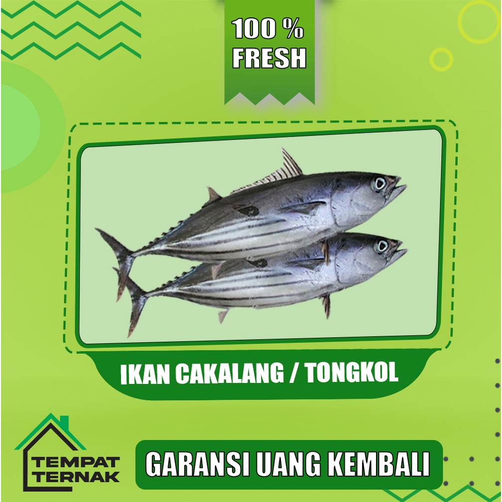 

Ikan Cakalang Segar Fresh Bergaransi