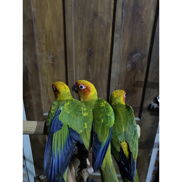 baby sun conure lolohan