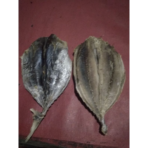 

IKAN TONGKOL ASIN