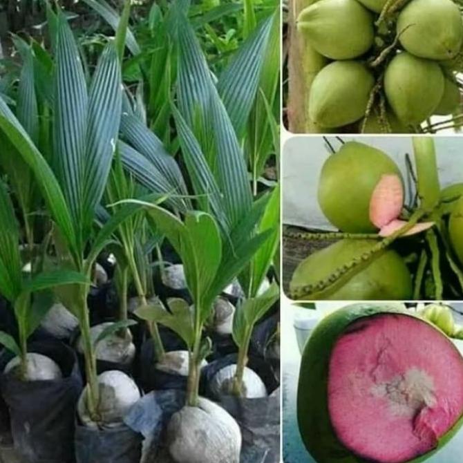 bibit kelapa wulung super asli genjah