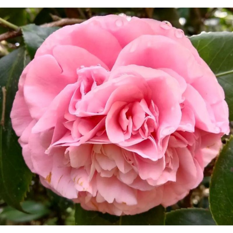 bibit bunga camelia pink - tanaman hias camelia pink - bunga camelia pink