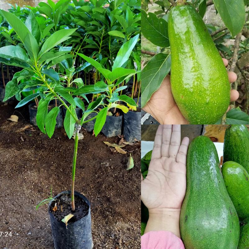 Bibit Tanaman Alpukat Aligator Pohon Alpukat Aligator