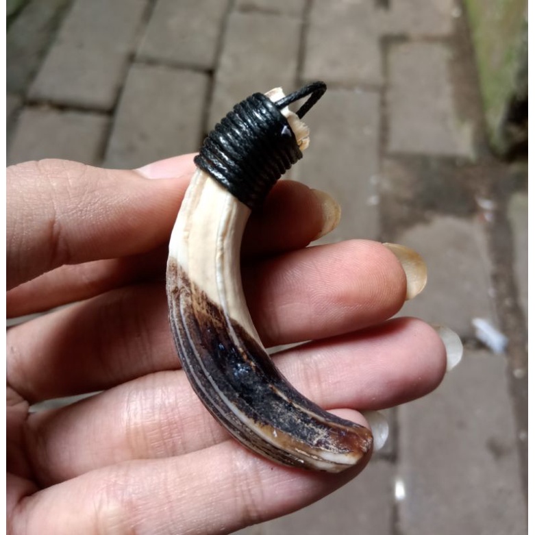 TARING BABI HUTAN ASLI 100% Tarbi Atas Original