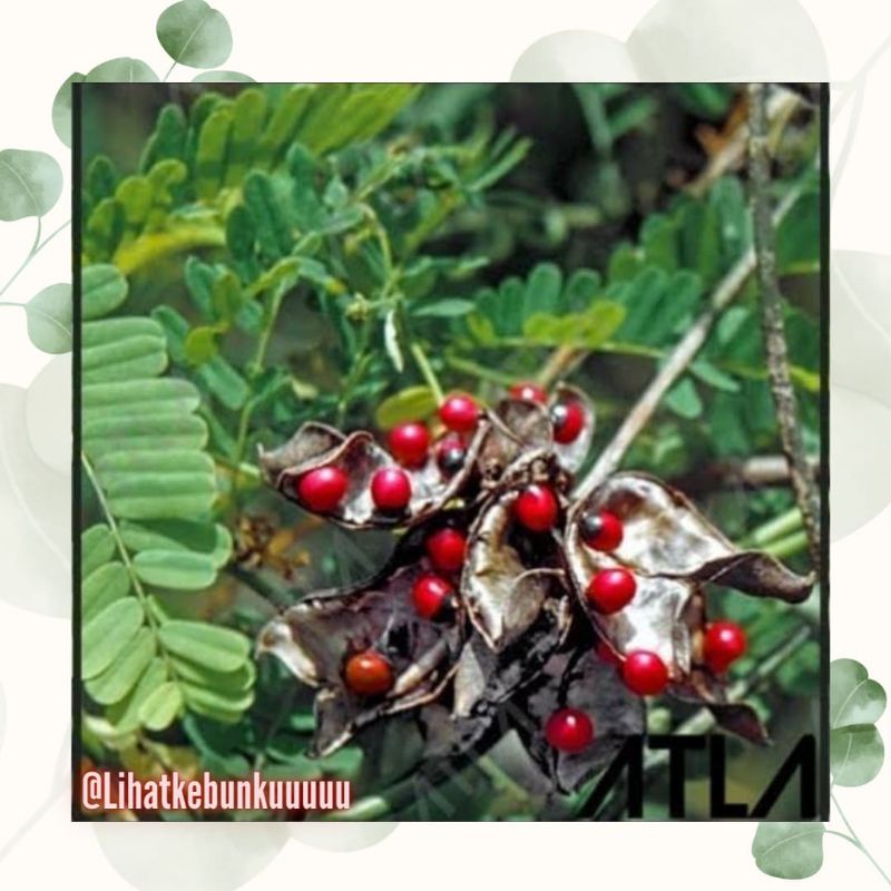 Benih Saga Pohon (Adenanthera Microsperma)