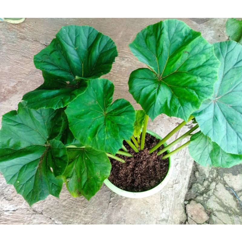 Tanaman Hias Hidup Begonia Kerang Hijau Jumbo