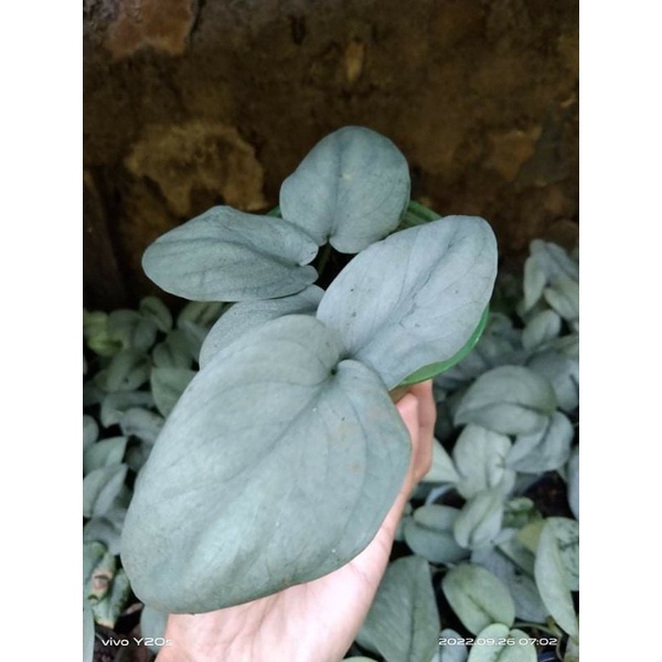 Scindapsus Silver Hero