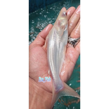 bibit ikan patin albino super mata merah 16-17cm