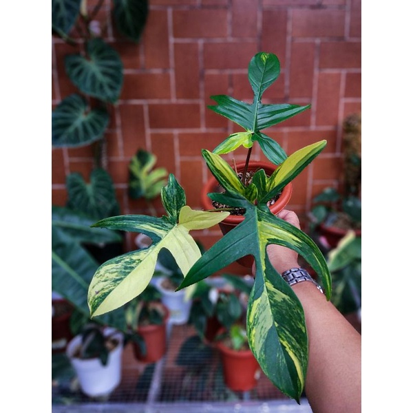 flobe / florida beauty