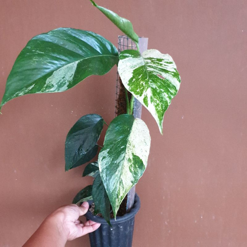 epipremnum Hanoman sp Bali varigata