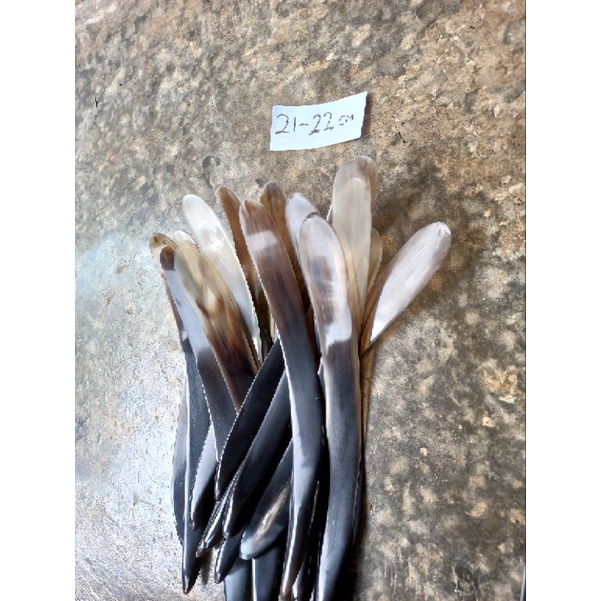 PISAU TANDUK KERBAU/SAPI KUPAS KELAPA MUDA THAILAND