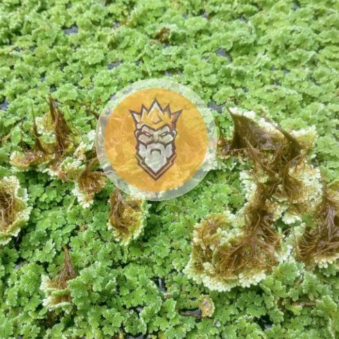 New Collection--bibit azolla 1kg pinnata microphylla pakan ternak