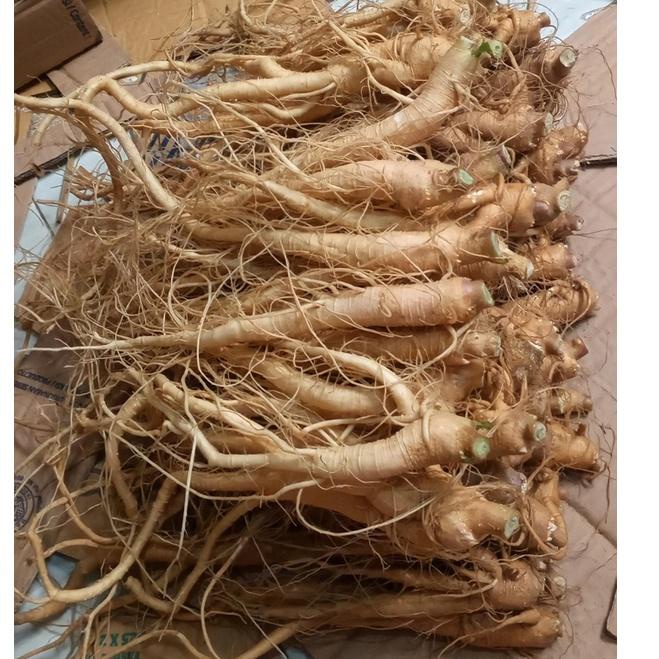 

Ready stock 3 Ginseng Merah Korea (Paket Hemat) 56