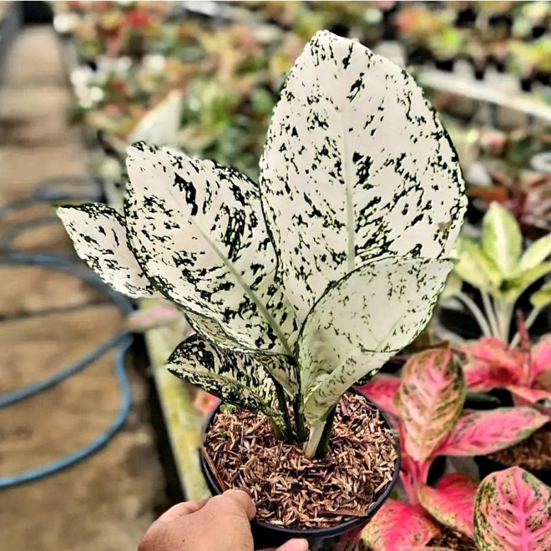 Aglonema Big Leaf / Bunga Aglonema Big Leaf  / Tanaman Hias Aglonema Big Leaf / Hiasan Teras / Hiasa