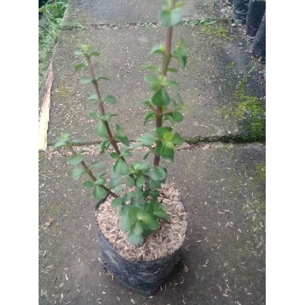 PSO.18Oc22ᵀ ▫ Tanaman hias portulacaria afra - jade plant