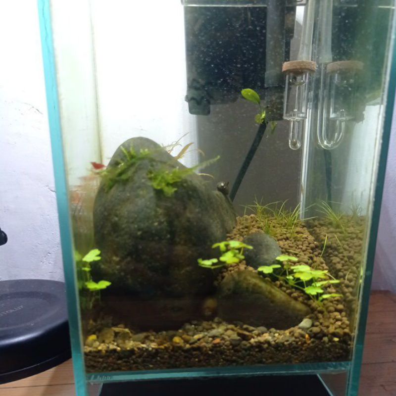 mini aquascape