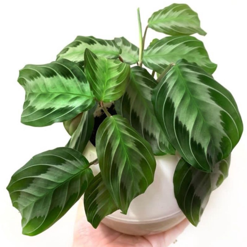 tanaman hias maranta noid - maranta - tanaman maranta - calathea noid - calathea - tanaman