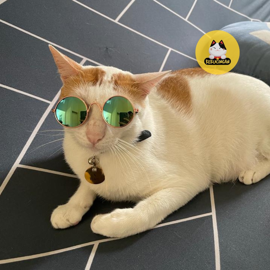 Kacamata Kucing dan Kacamata Anjing Kecil Props Foto Lucu