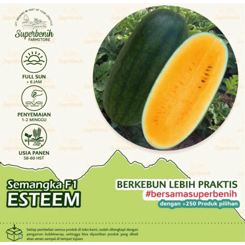 5 Biji Bibit Benih Semangka Kuning ESTEEM