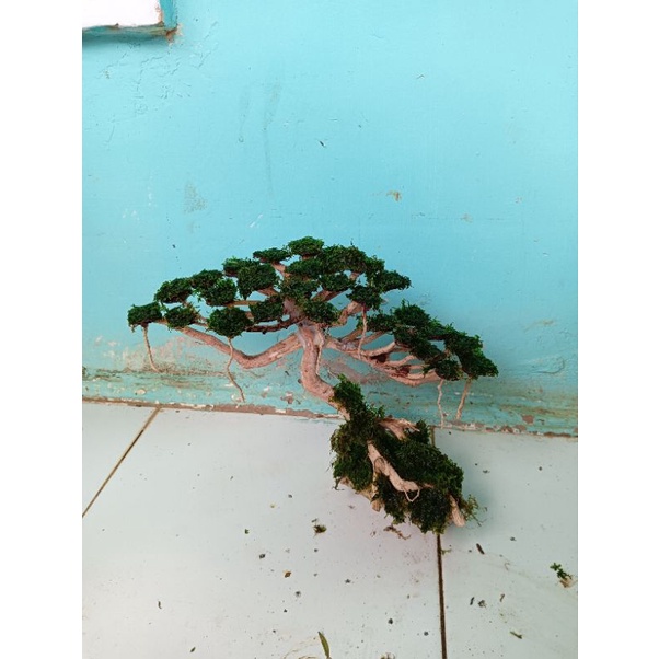 KAYU BONSAI AQUASCAPE MINI