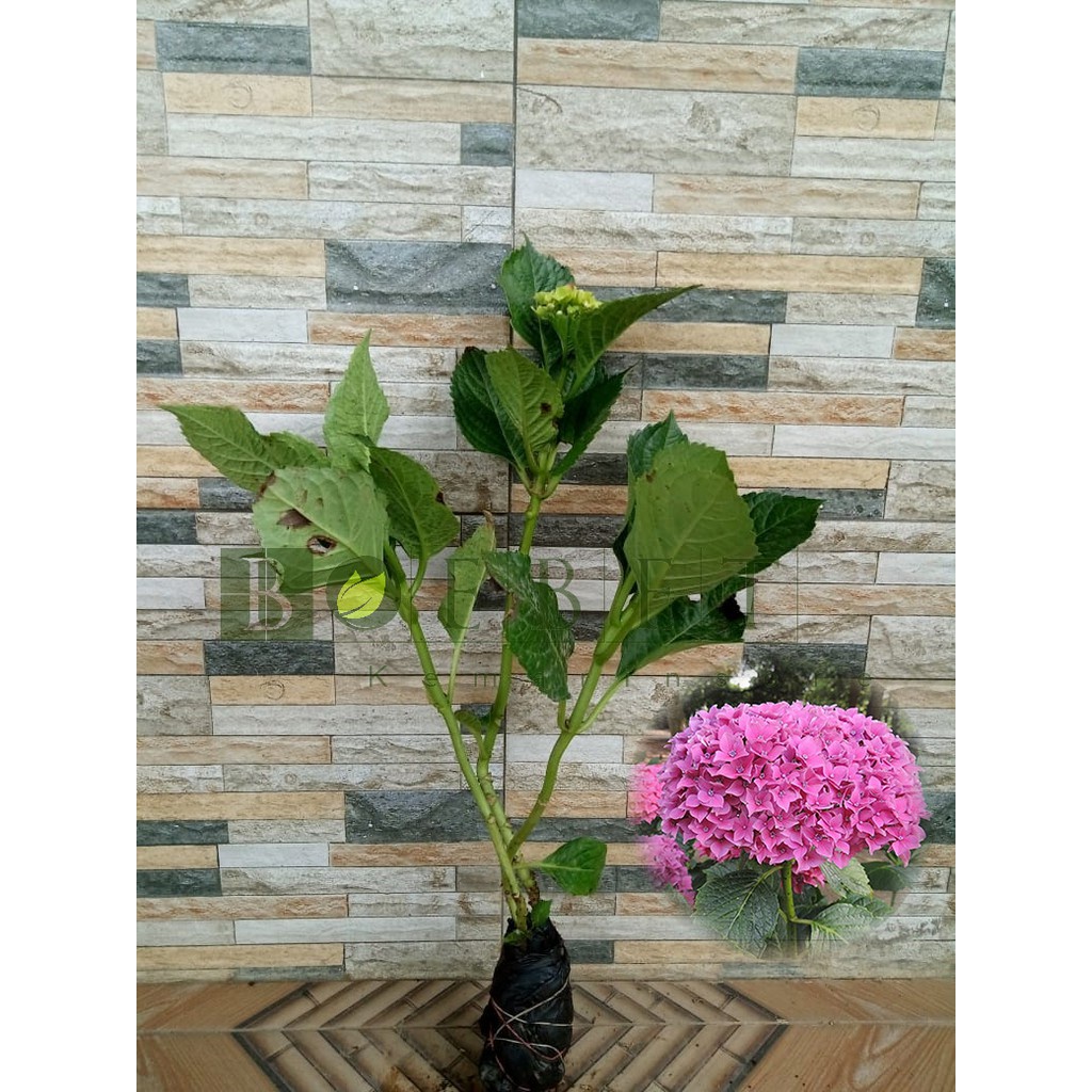 Bibit Tanaman Hias Bunga Hortensia Pink/Pancawarna/Rotansia