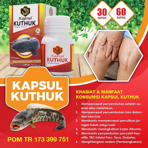 Jual Kuthuk Kapsul Channa Striata Ikan Gabus 30 Kapsul | Shopee Indonesia