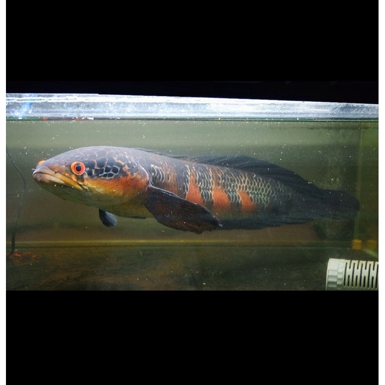 Maru Red Pangkalan Bun Pbun 100% ASLI GRADE A+++