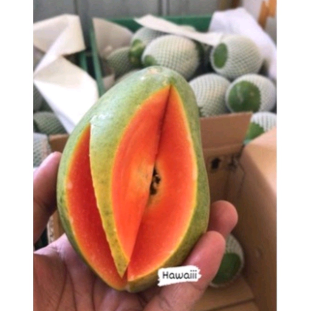 

Pepaya Hawai Madu Honey Papaya 100 gr