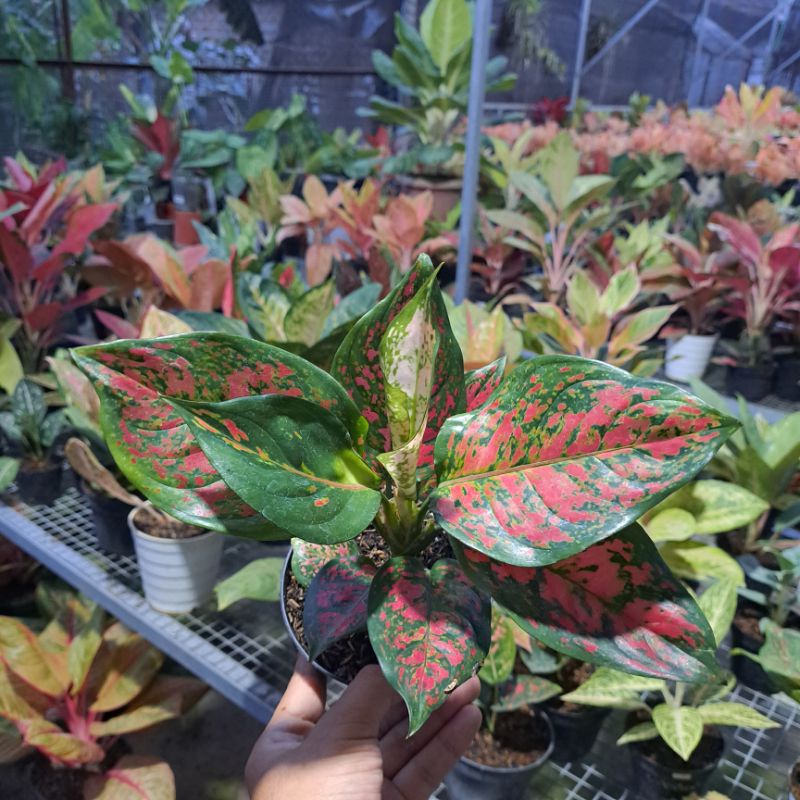 Aglaonema Dud Anjamani