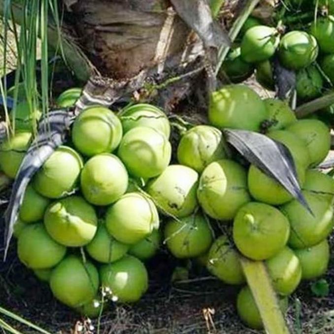 Bibit Kelapa Entog - Kelapa Entok - Kelapa Hijau Besar Super Genjah