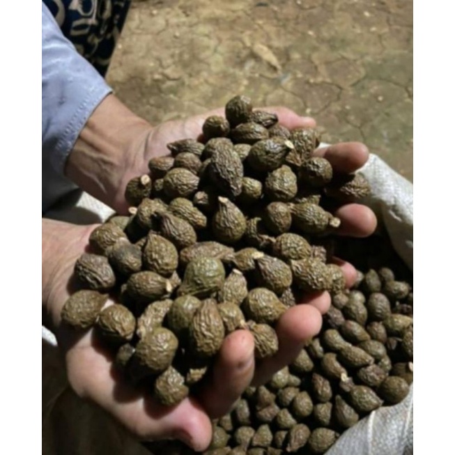 Buah Tempayang/Kembang semangkuk