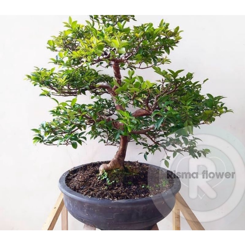 Tanaman hias pohon anggur brazil siap bonsai / bonsai anggur brazil / tanaman pohon anggur brazil si