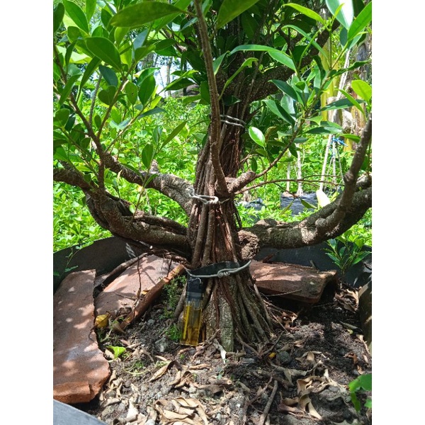 bonsai kimeng gabungan