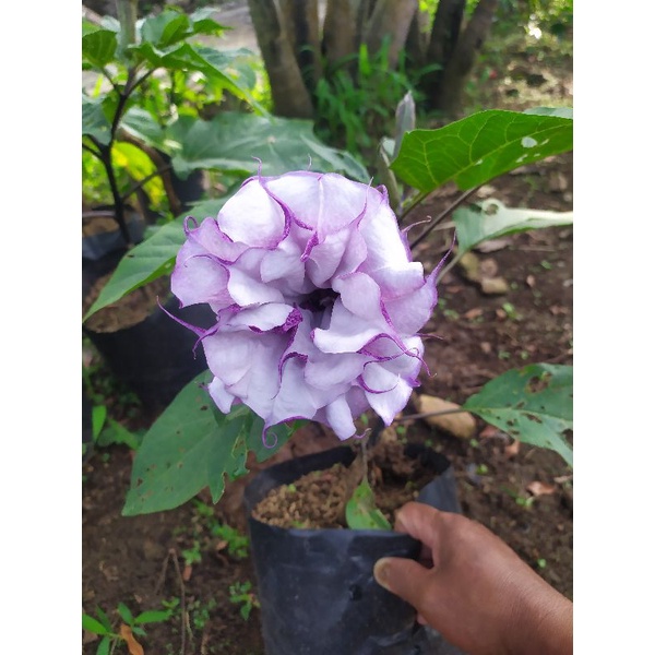 pohon bunga kecubung ungu tumpuk 40cm