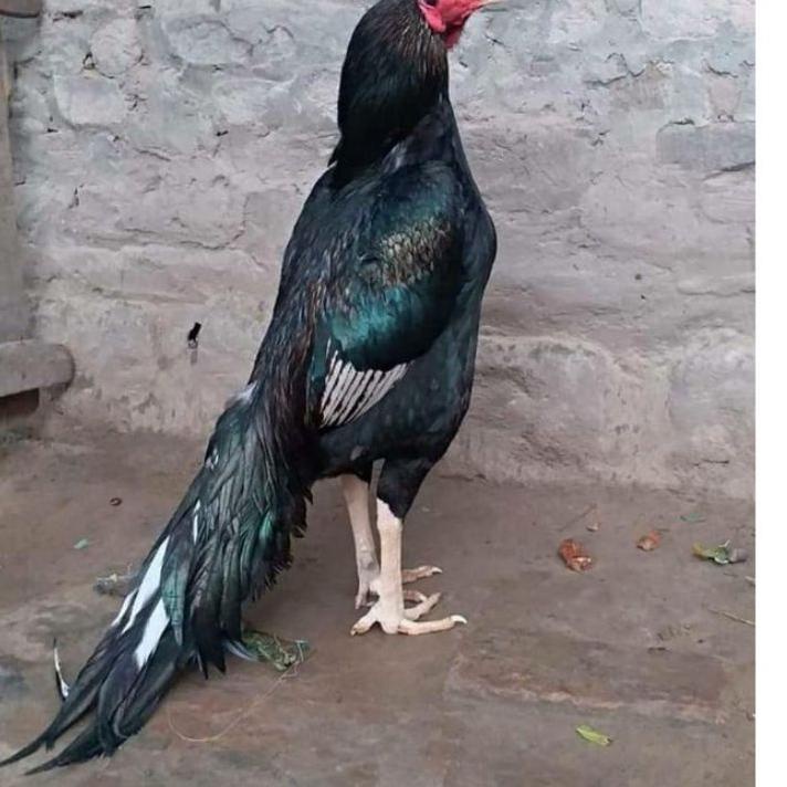 

Get It Now--TELUR AYAM BANGKOK EKOR LIDI FERTIL PETARUNG HANDAL SIAP DITETASKAN